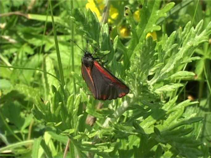 Blutbär ( Tyria jacobaeae ) : Am Niederrhein, 17.06.2006